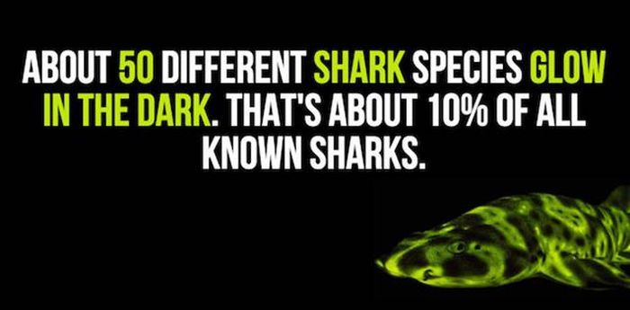 Exciting Shark Facts From The Depths Of The Ocean (14 pics)