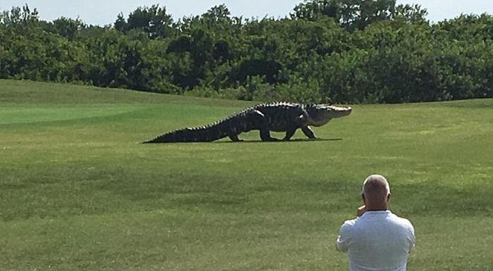Massive Alligator Looks Like Something Right Out Of Jurassic Park (2 pics)