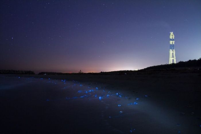 A Photographer Captured Stunning Photos Of The Glowing Sea In Japan (4 pics)