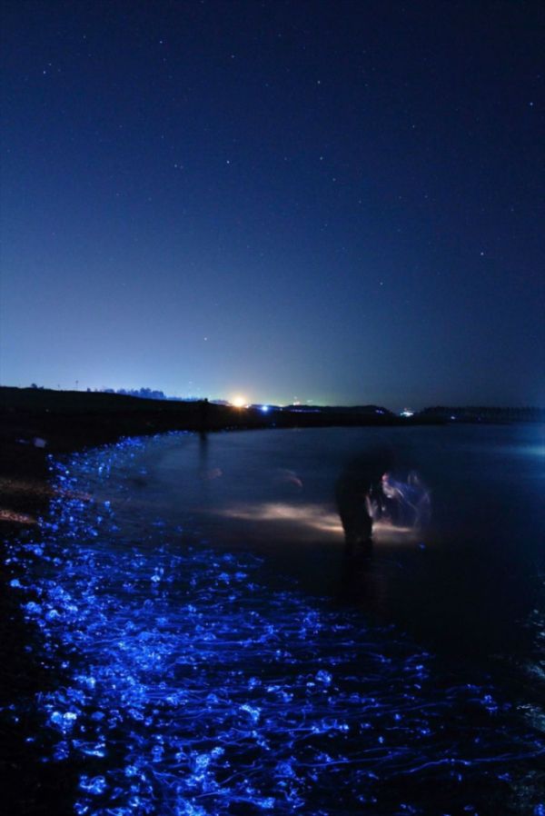 A Photographer Captured Stunning Photos Of The Glowing Sea In Japan (4 pics)