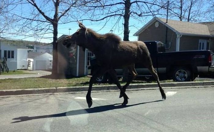 Strange Sights That Can Only Be Seen In Canada (41 pics)