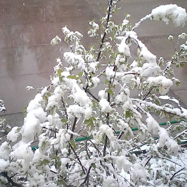 Northern Russia Gets Fresh Snow On The First Day Of Summer (16 pics)
