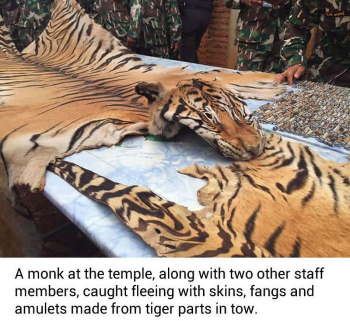 Dead Tiger Cubs Discovered In Freezer At Buddhist Temple (8 pics)
