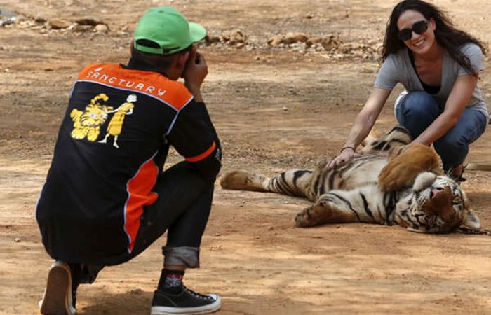 Dead Tiger Cubs Discovered In Freezer At Buddhist Temple (8 pics)
