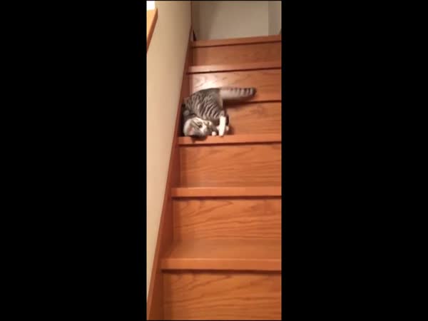 Cat On The Stairs