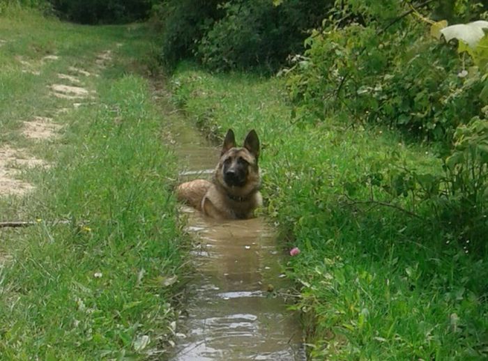 Dog Finds A Way To Stay Cool In The Heat (3 pics)