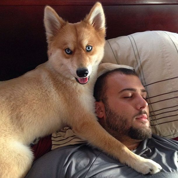 Fox Dog Is Taking The Internet By Storm (11 pics)