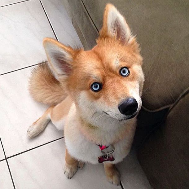 Fox Dog Is Taking The Internet By Storm (11 pics)