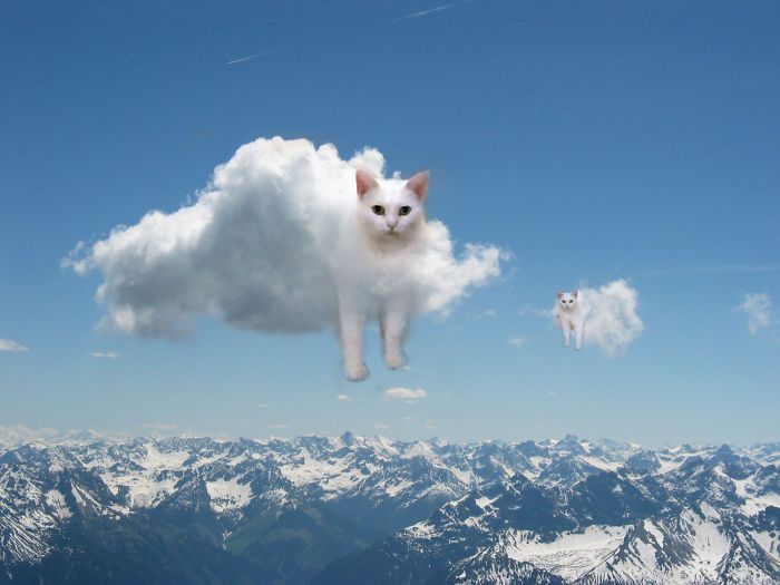 Cat Gets Caught Up In A Photoshop Battle (15 pics)
