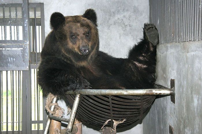 Bear Finally Gets Free From Uncomforatble Metal Vest (8 pics)