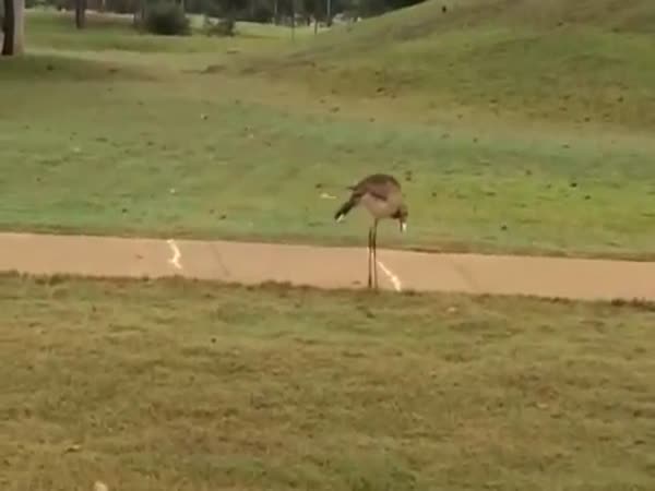 Bird Bounces Golf Ball On The Cart Path