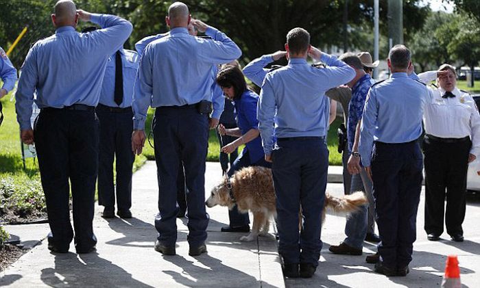The Last Surviving Search Dog From 9/11 Has Passed Away (10 pics)