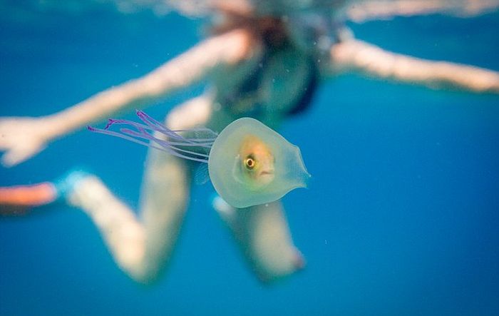 Fish Gets Trapped Inside A Jellyfish (2 pics)