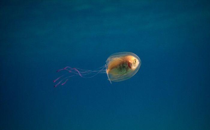 Fish Gets Trapped Inside A Jellyfish (2 pics)