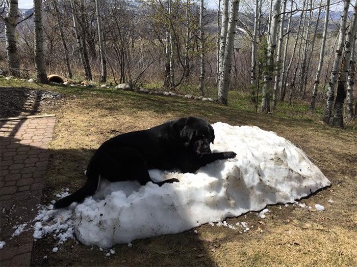 Dog Just Doesn't Want To Say Goodbye To The Snow (8 pics)