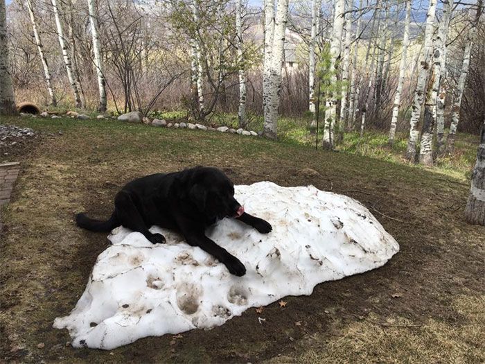 Dog Just Doesn't Want To Say Goodbye To The Snow (8 pics)