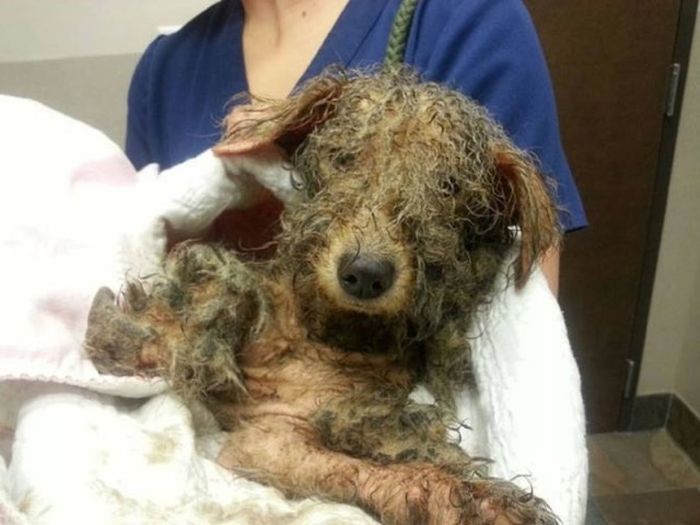 Pumpkin The Rescue Dog Gets A Second Chance At Life (9 pics)
