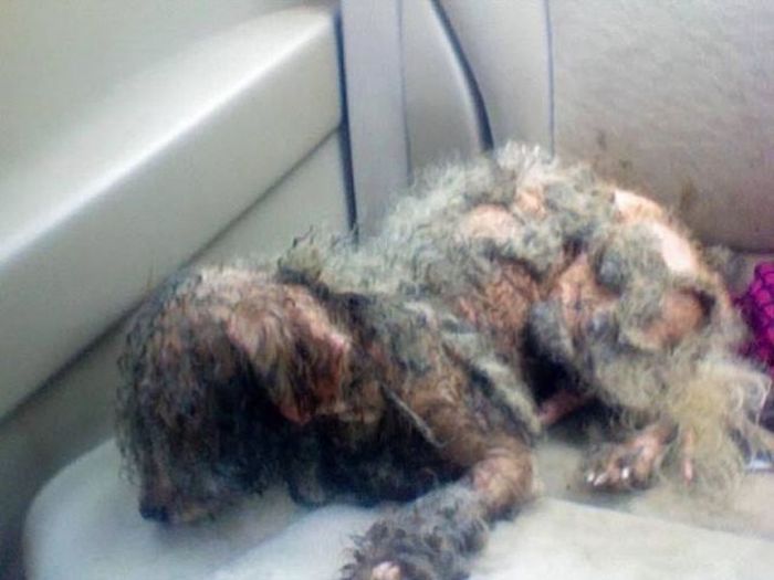 Pumpkin The Rescue Dog Gets A Second Chance At Life (9 pics)