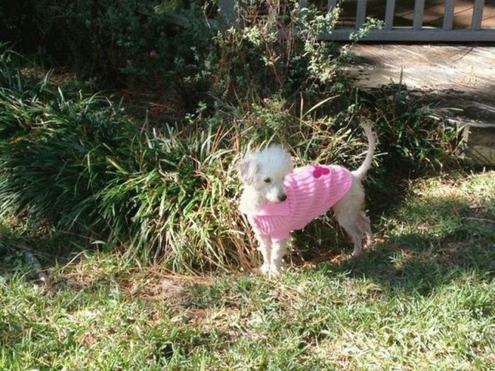 Pumpkin The Rescue Dog Gets A Second Chance At Life (9 pics)