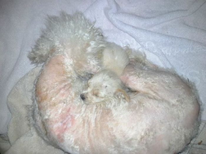 Pumpkin The Rescue Dog Gets A Second Chance At Life (9 pics)