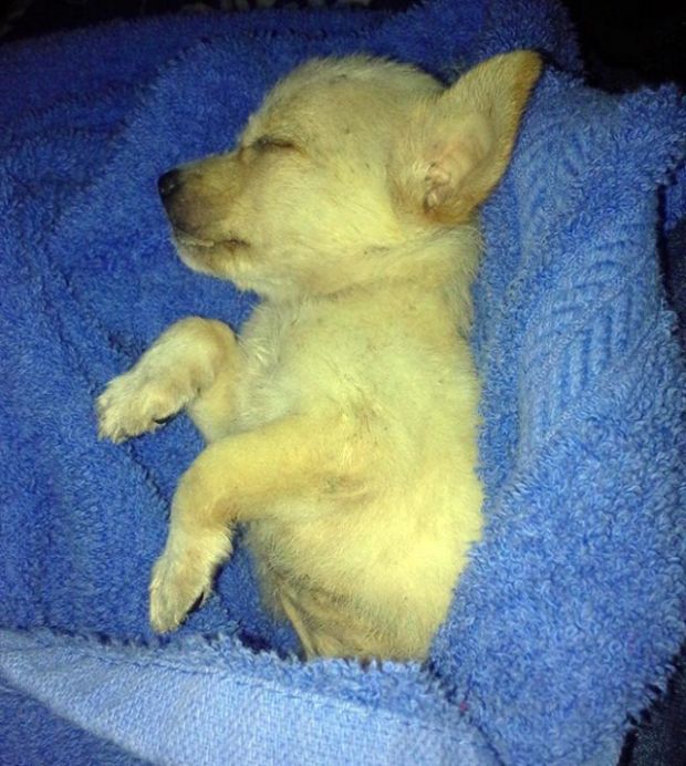 Pumpkin The Rescue Dog Gets A Second Chance At Life (9 pics)