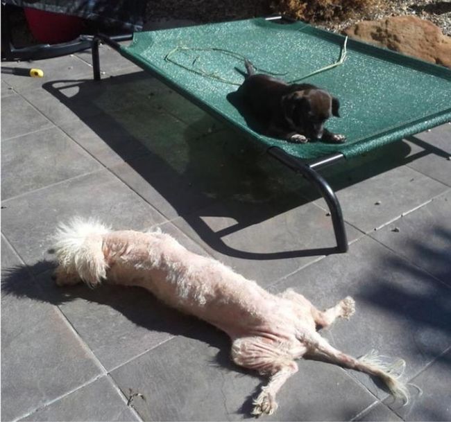 Pumpkin The Rescue Dog Gets A Second Chance At Life (9 pics)