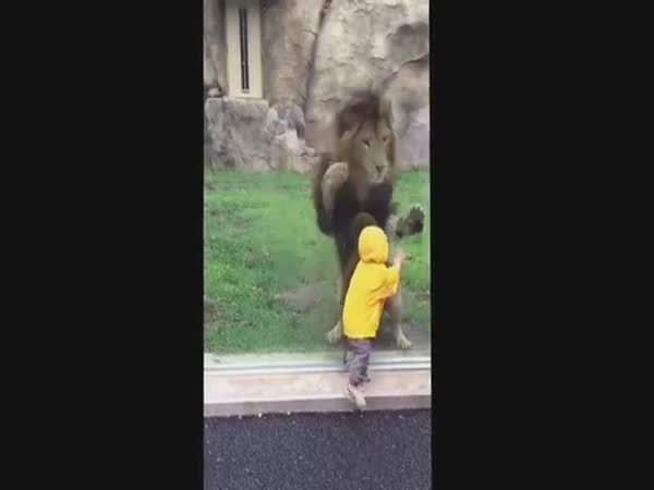 Lion At Japan Zoo Tries To Paw Boy Through Glass