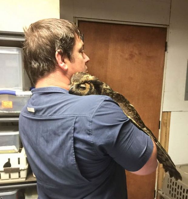 Owl Sincerely Thanks The Man Who Rescued Her (4 pics)