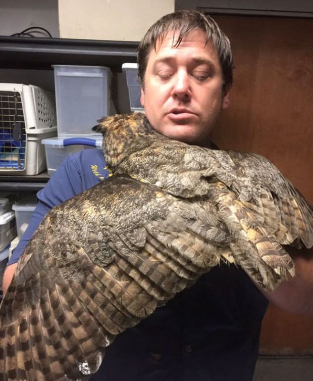 Owl Sincerely Thanks The Man Who Rescued Her (4 pics)