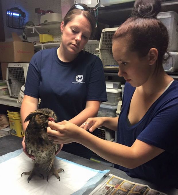 Owl Sincerely Thanks The Man Who Rescued Her (4 pics)