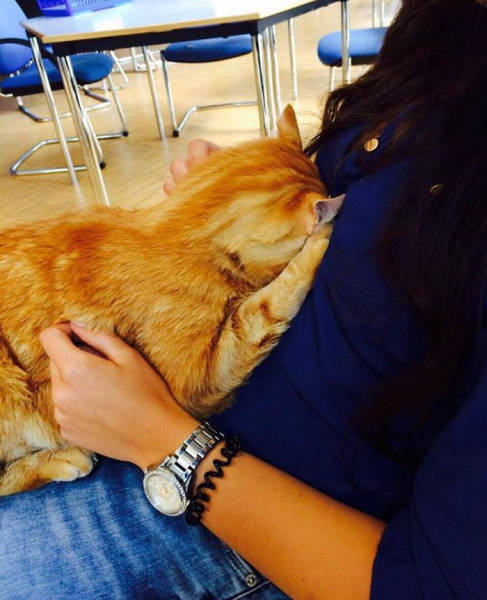 This Cat Comes To University Everyday Get Pets (15 pics)