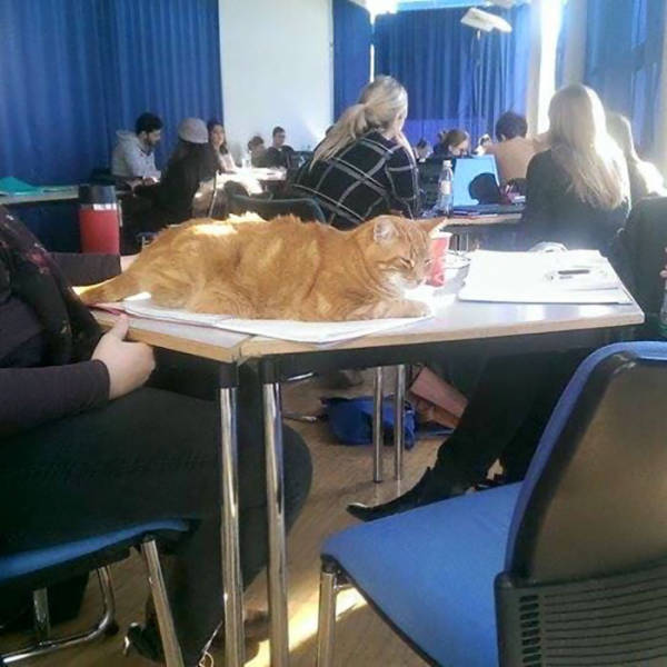 This Cat Comes To University Everyday Get Pets (15 pics)