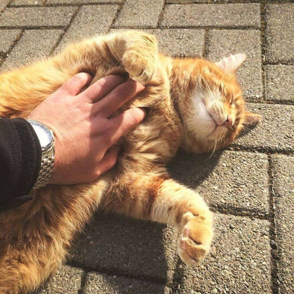 This Cat Comes To University Everyday Get Pets (15 pics)