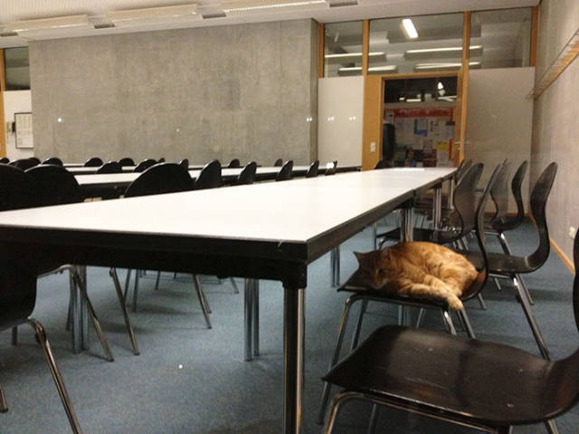This Cat Comes To University Everyday Get Pets (15 pics)