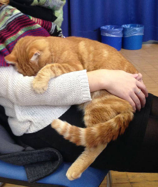 This Cat Comes To University Everyday Get Pets (15 pics)