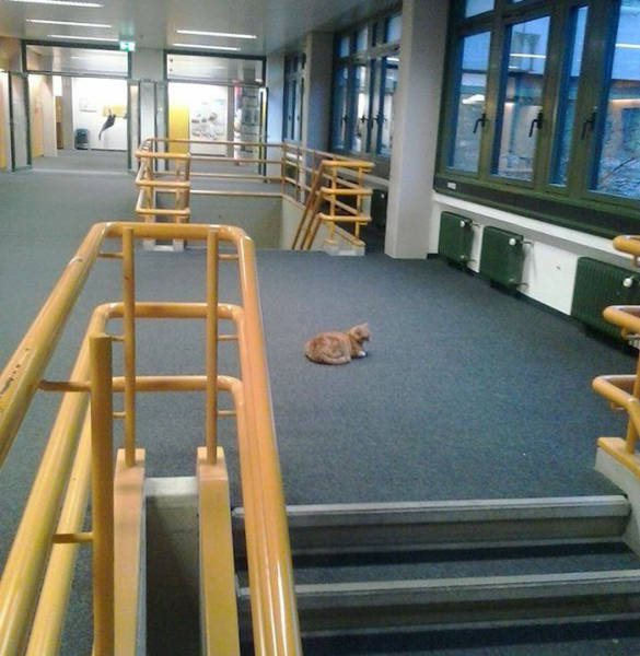 This Cat Comes To University Everyday Get Pets (15 pics)