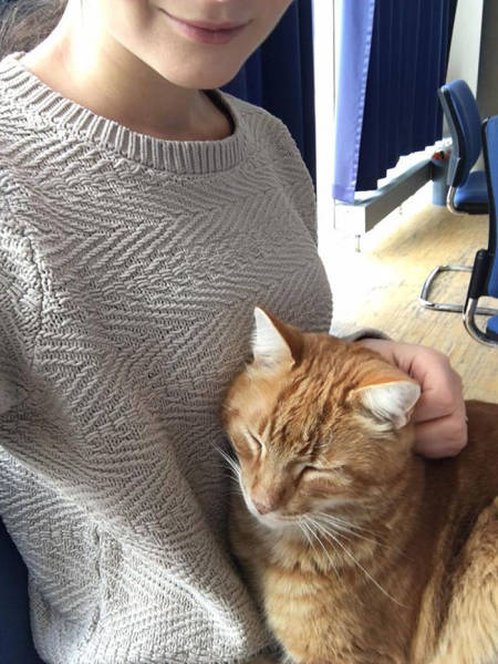This Cat Comes To University Everyday Get Pets (15 pics)
