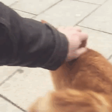 This Cat Comes To University Everyday Get Pets (15 pics)