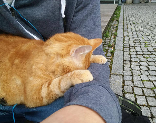 This Cat Comes To University Everyday Get Pets (15 pics)