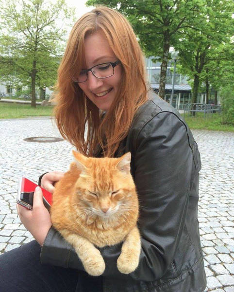 This Cat Comes To University Everyday Get Pets (15 pics)