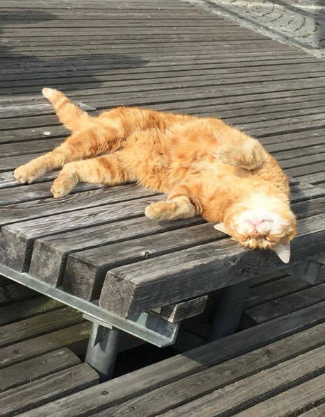 This Cat Comes To University Everyday Get Pets (15 pics)
