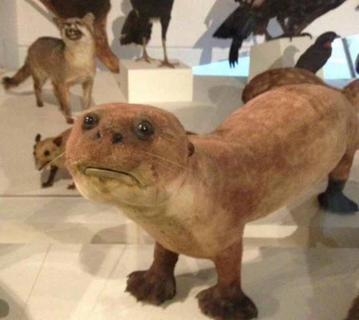 What It Looks Like When Taxidermy Goes Wrong (19 pics)