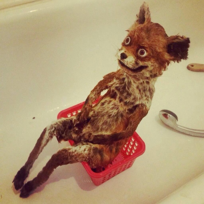 What It Looks Like When Taxidermy Goes Wrong (19 pics)