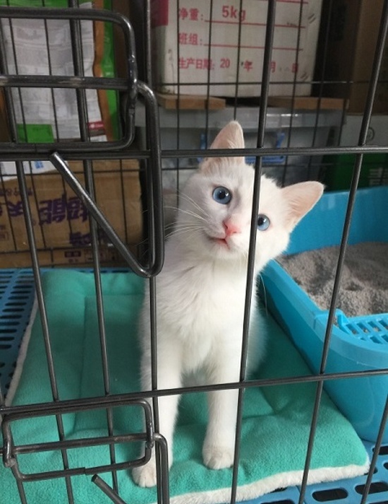 Cats Always Know How To Find The Way Out (5 pics)
