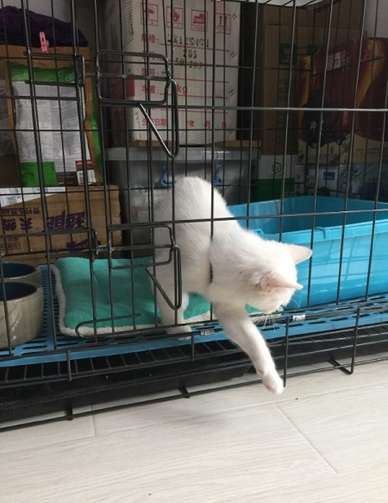 Cats Always Know How To Find The Way Out (5 pics)