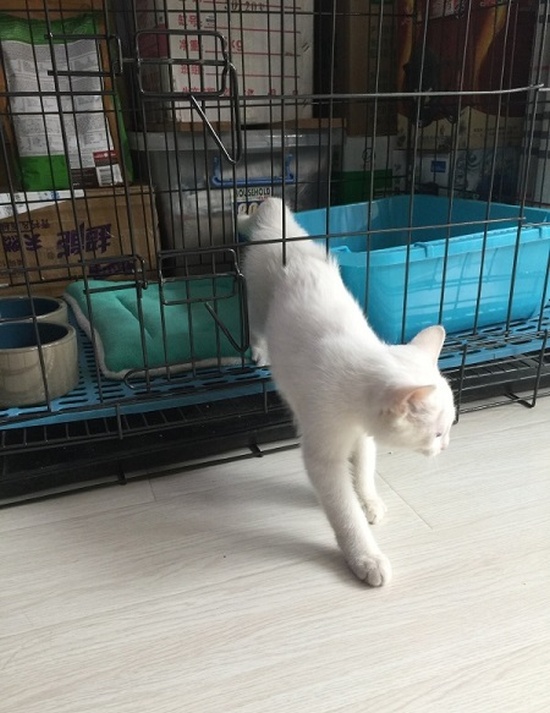 Cats Always Know How To Find The Way Out (5 pics)