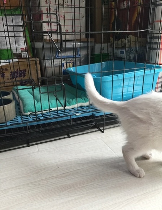 Cats Always Know How To Find The Way Out (5 pics)