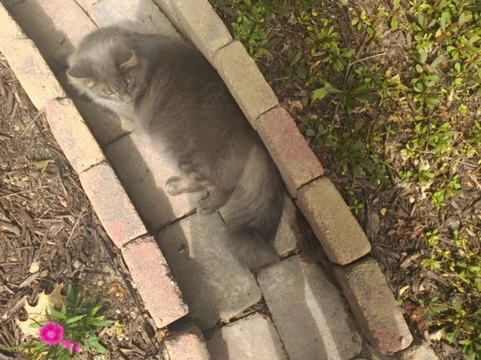 Cat Fails At Trying To Catch A Chipmunk (6 pics)