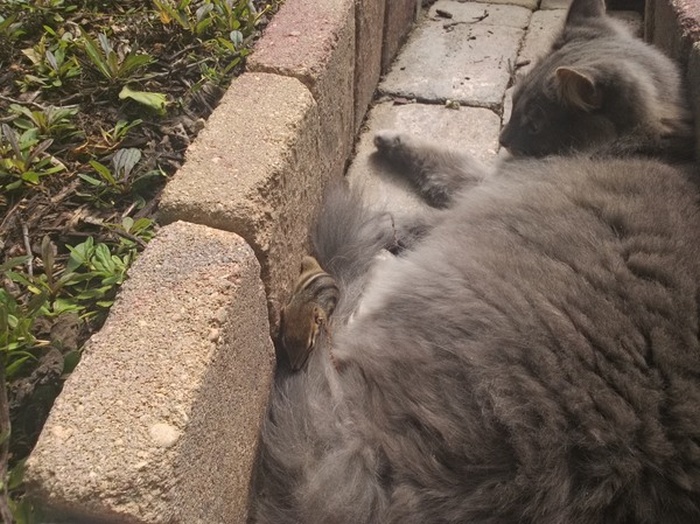 Cat Fails At Trying To Catch A Chipmunk (6 pics)
