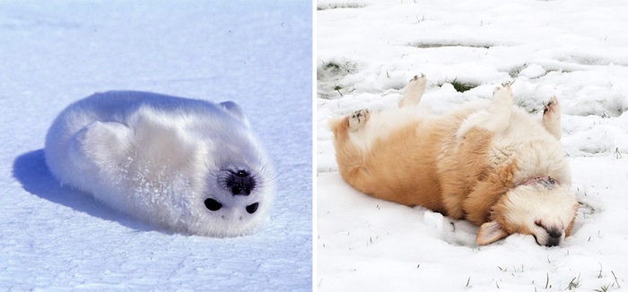 Dogs And Seals That Look Way Too Much Alike (20 pics)